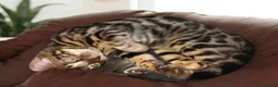 Bengala gatti in vendita: Stupendo gattino Bengala  - Annuncio 5