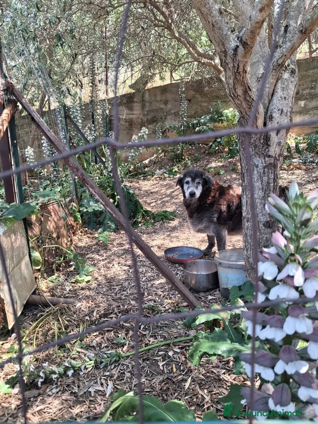 Meticcio cani in regalo: ADOZ.DEL💔: abbandonato incampagna cn cibo ogni2gg - Annuncio 2