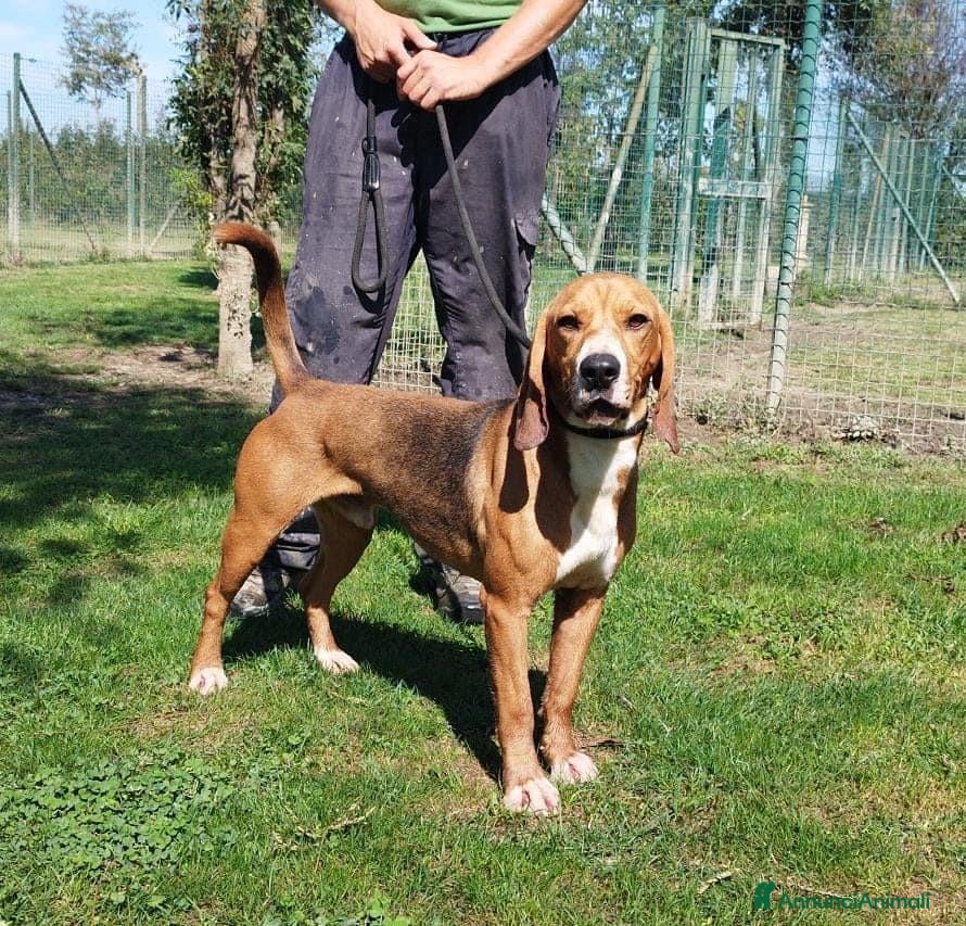 Meticcio cani Mix Beagle 3anni 11/12kg aspetta casa.PAVIA a Città metropolitana di Milano - Annuncio 2