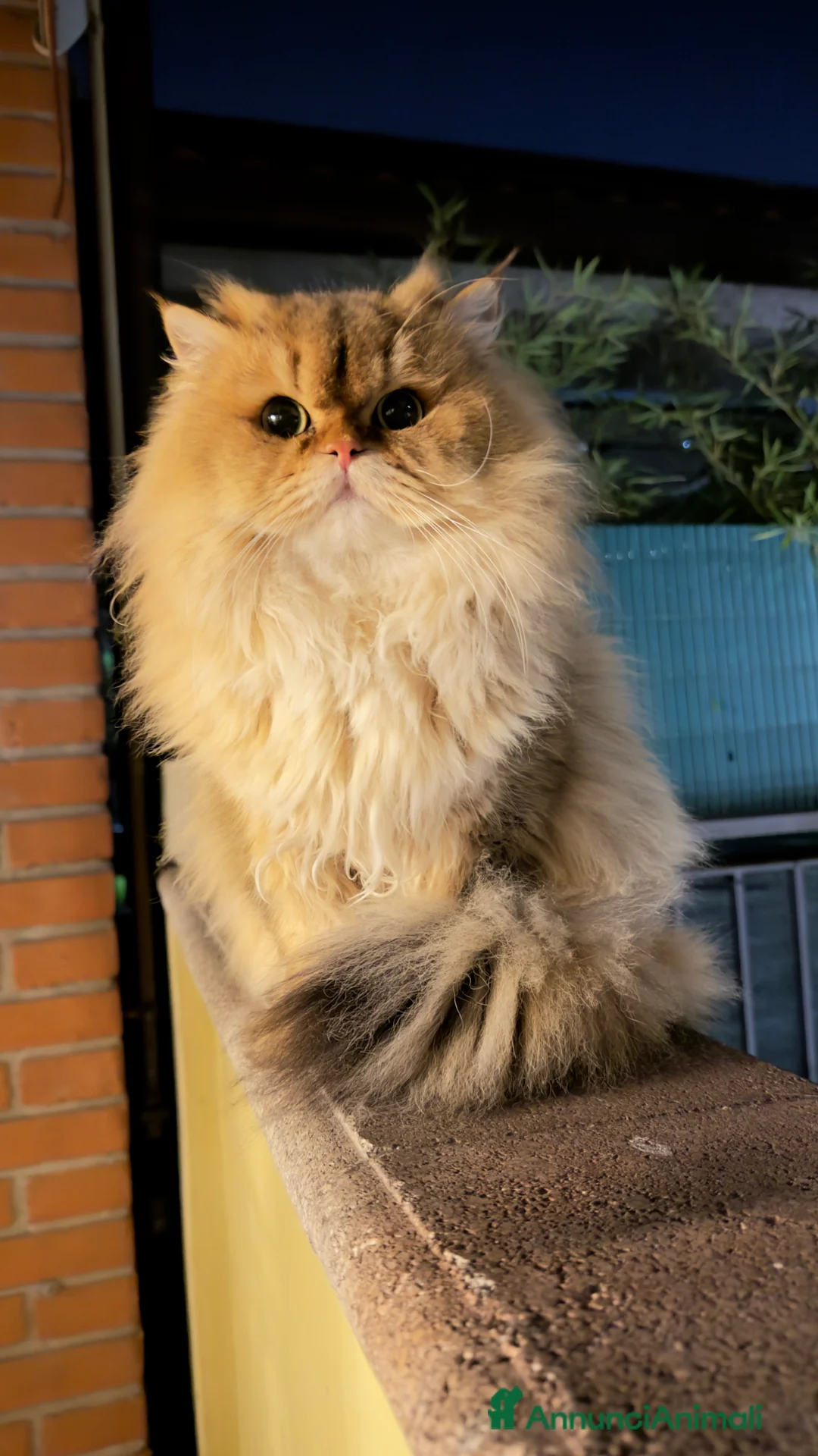 British gatti per accoppiamento: Mandarino George cerca fidanzata - Annuncio 3