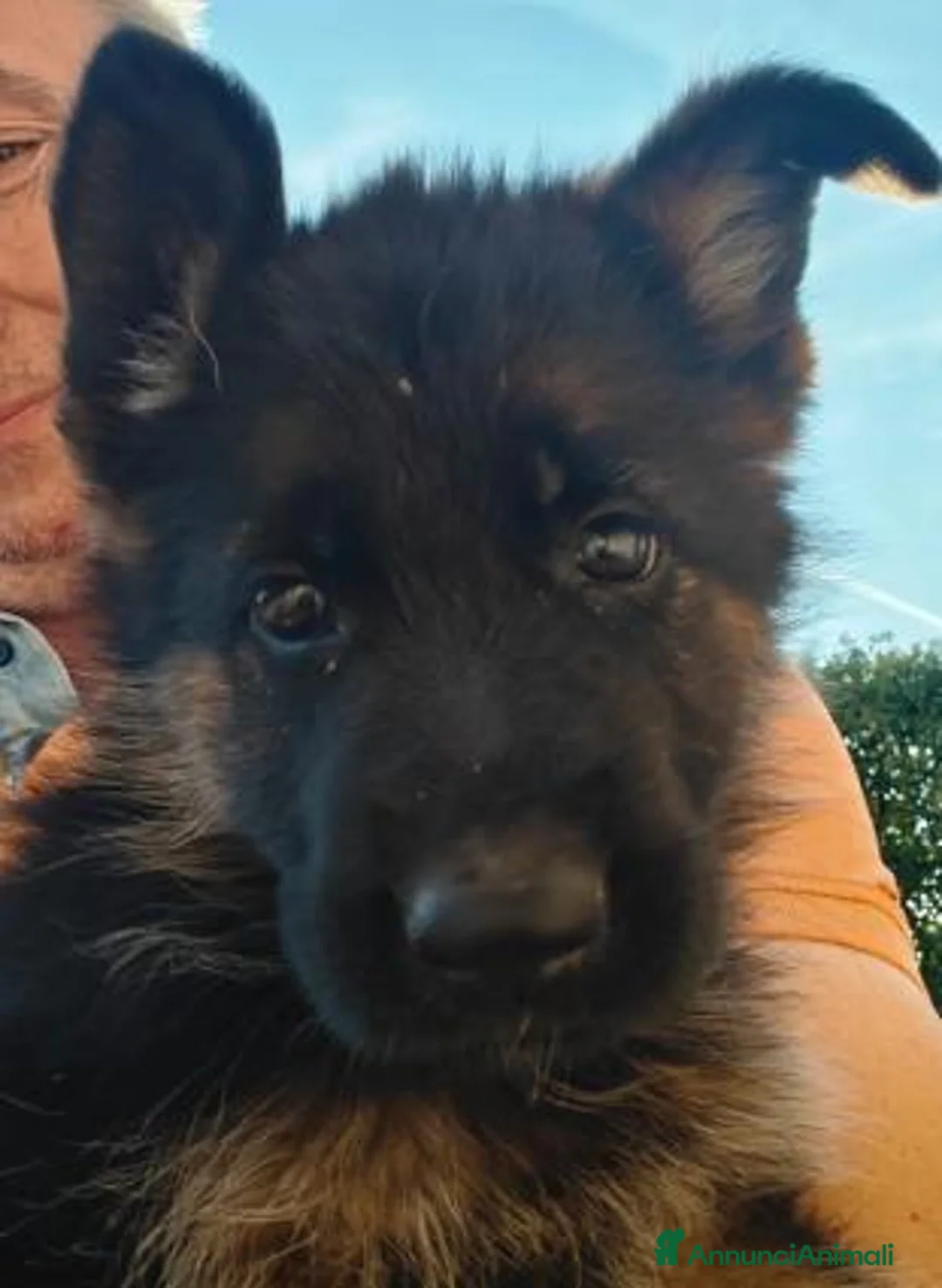 Pastore Tedesco cani in vendita: 🐾CUCCIOLI DI PASTORE TEDESCO – SANGUE DI CAMPIONI - Annuncio 2