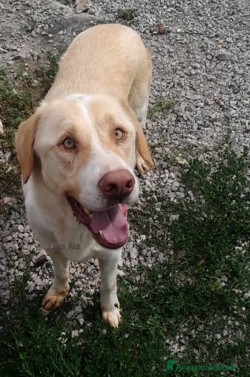 Labrador cani MAX INCROCIO LABRADOR  - Annuncio 14