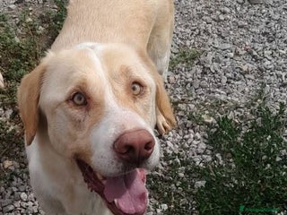 Labrador cani MAX INCROCIO LABRADOR - Annuncio 6