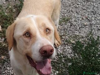 Labrador cani MAX INCROCIO LABRADOR - Annuncio 15