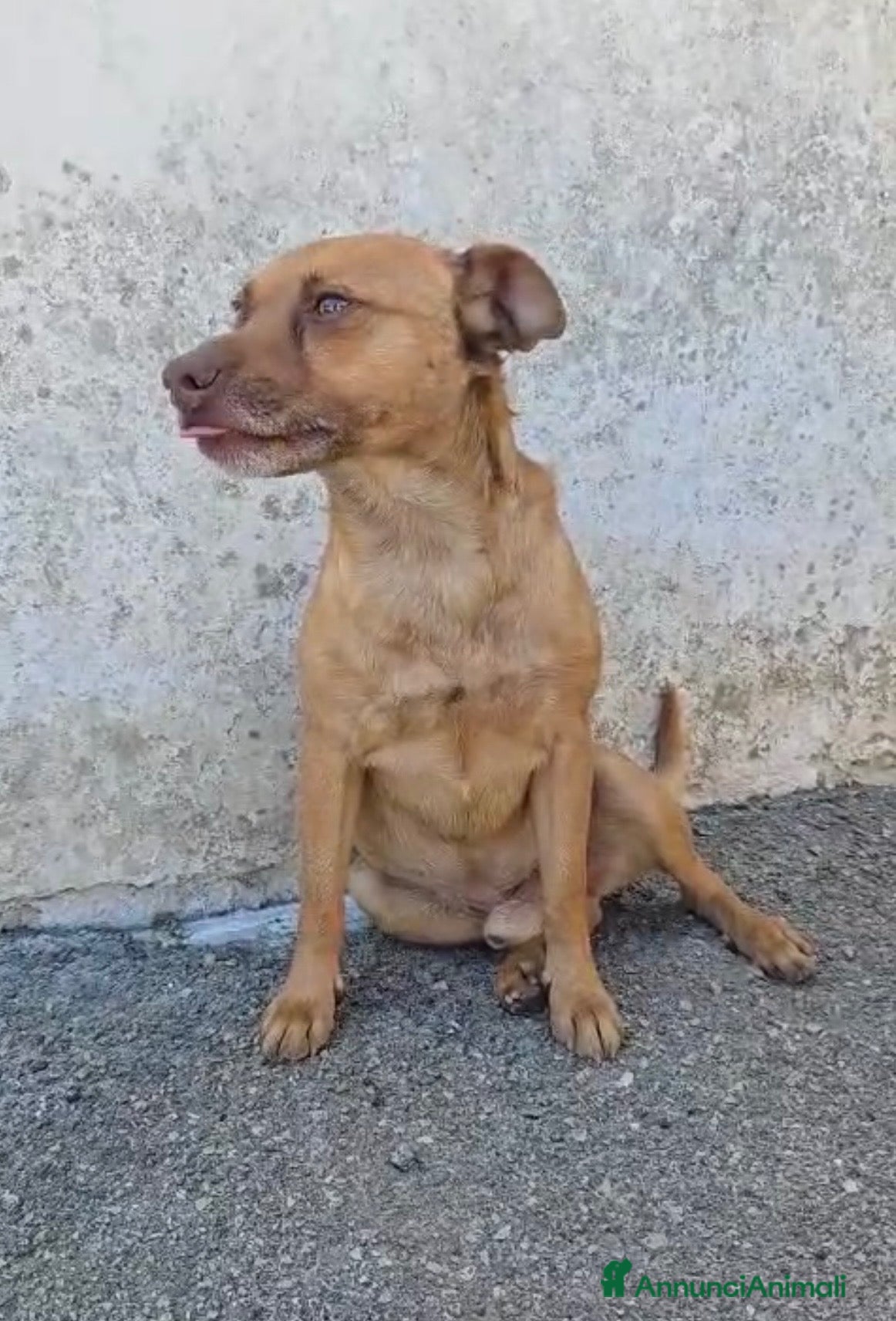 Meticcio cani in regalo: Otto  - Annuncio 3