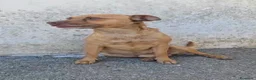 Meticcio cani in regalo: Otto  a Provincia di Savona - Annuncio 1
