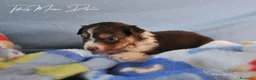 Australian Shepherd cani in vendita: Cuccioli pastore australiano  - Annuncio 4