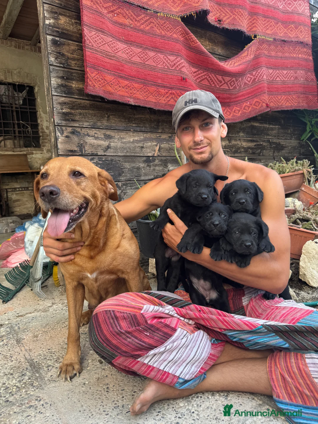 Labrador cani in vendita: Cuccioli Labrador Nero con Pedigree ENCI a Provincia di Pavia - Annuncio 2