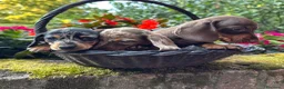Bassotto cani in vendita: Bassotti pedigree Enci - Annuncio 6