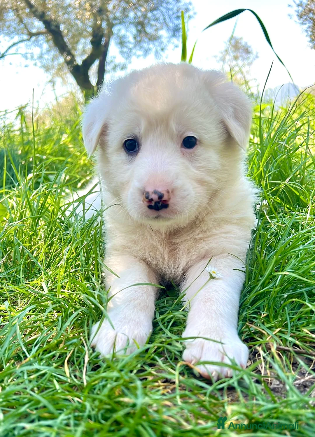 Meticcio cani in regalo: Cuccioli derivato Maremmano  - Annuncio 10