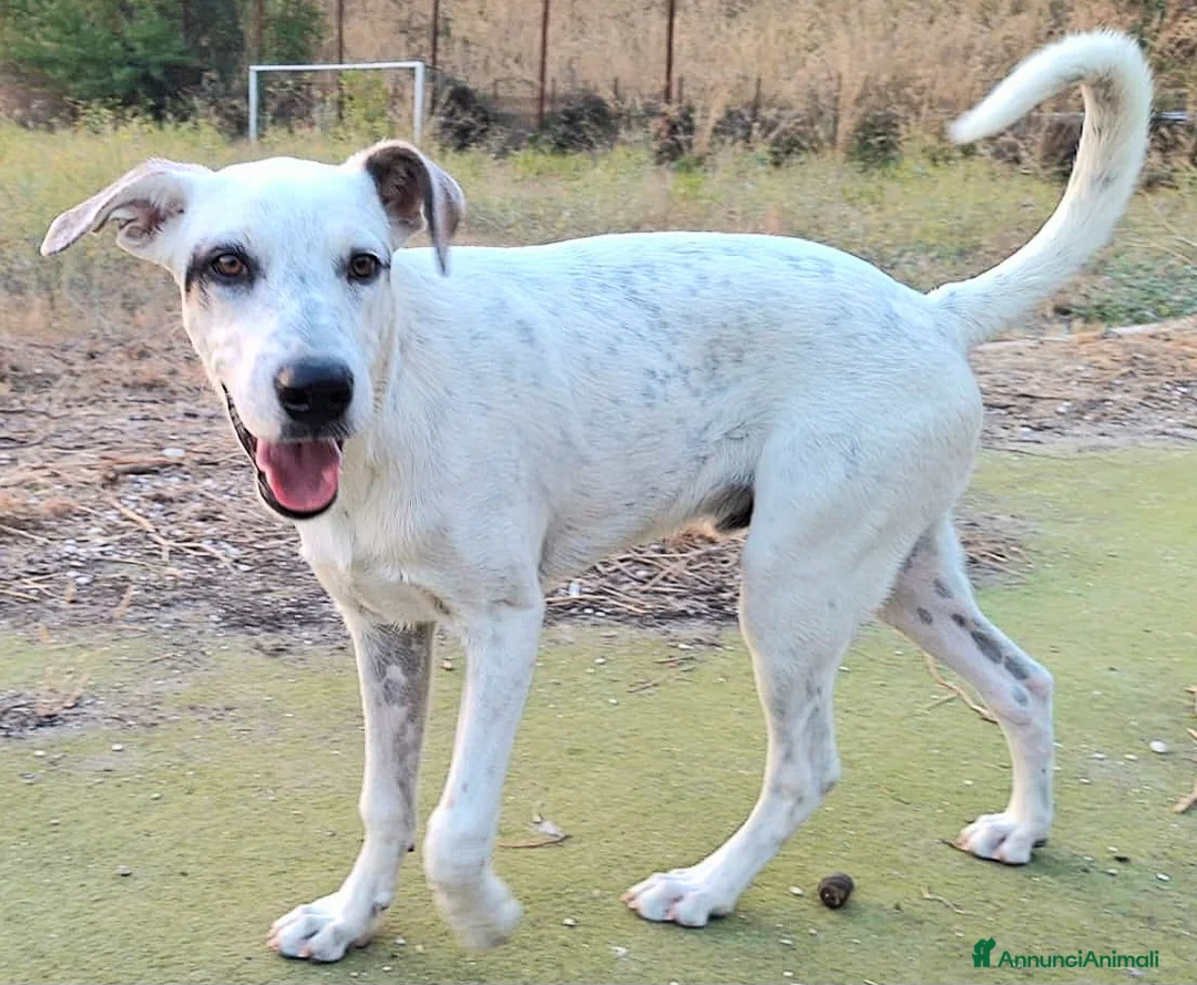 Meticcio cani in regalo: Blues 5 mesi taglia media grande  - Annuncio 5
