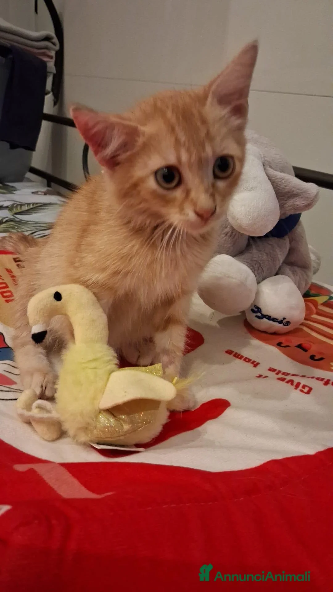 Meticcio gatti in regalo: Joy tutta vita  - Annuncio 1