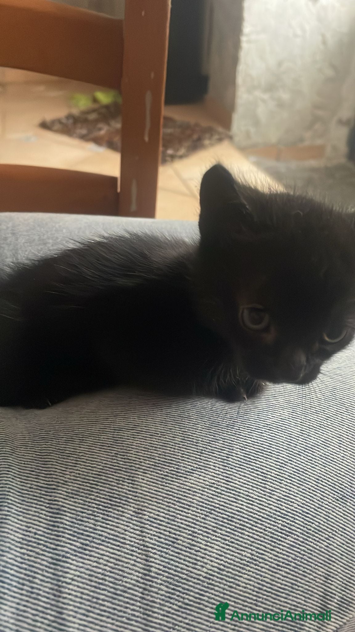 Meticcio gatti Cuccioli di gatto cercano casa - Annuncio 1