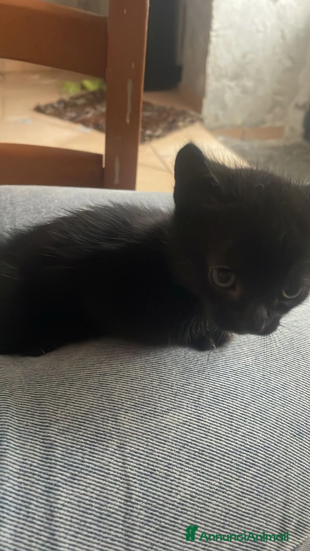 Meticcio gatti in regalo: Cuccioli di gatto cercano casa a Provincia di Salerno - Annuncio 1