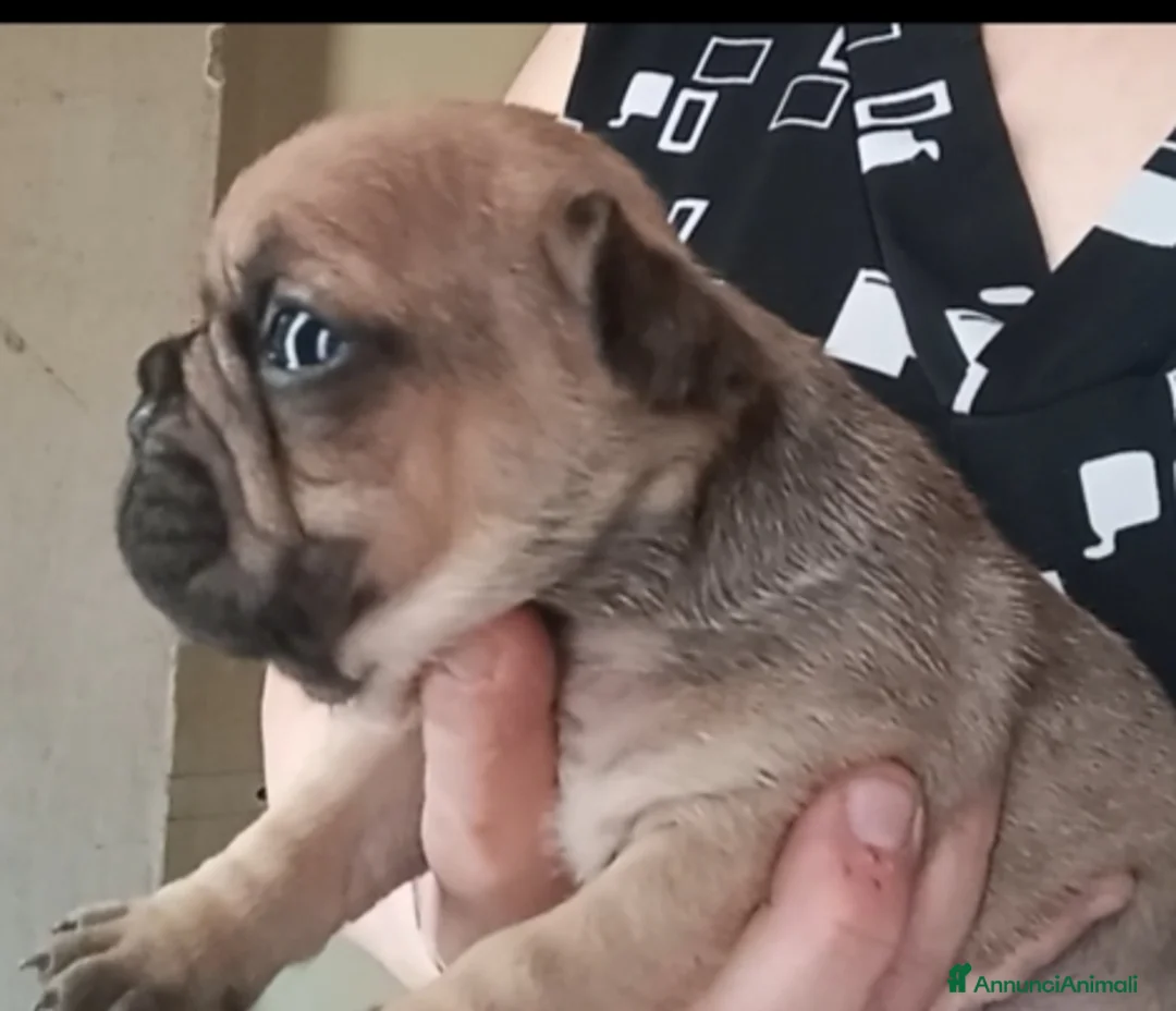 Bulldog Francese cani in vendita: Cucciola bulldog francese  - Annuncio 1