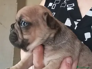 Bulldog Francese cani Cucciola bulldog francese - Annuncio 10