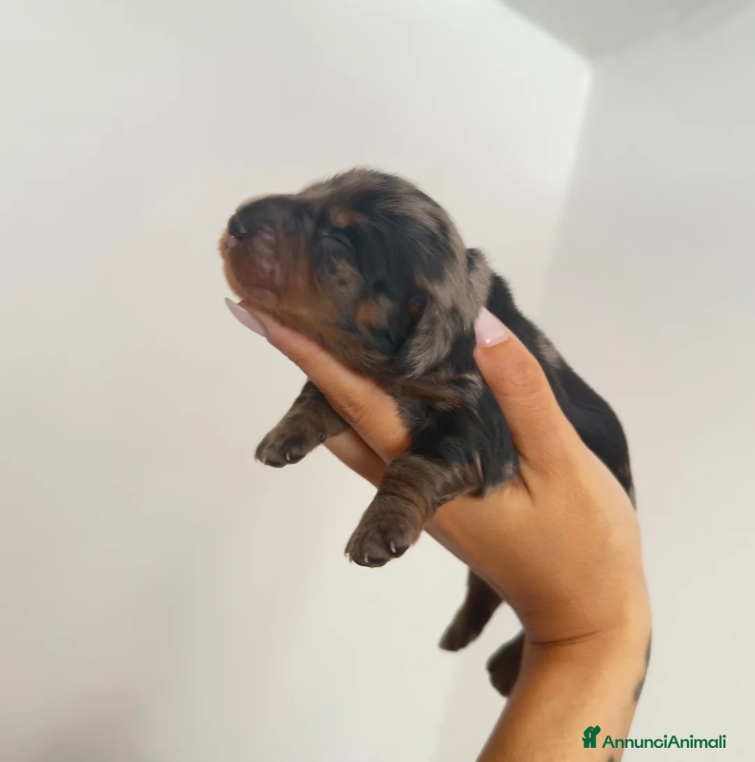 Bassotto cani in vendita: Bassotti a pelo lungo  - Annuncio 2