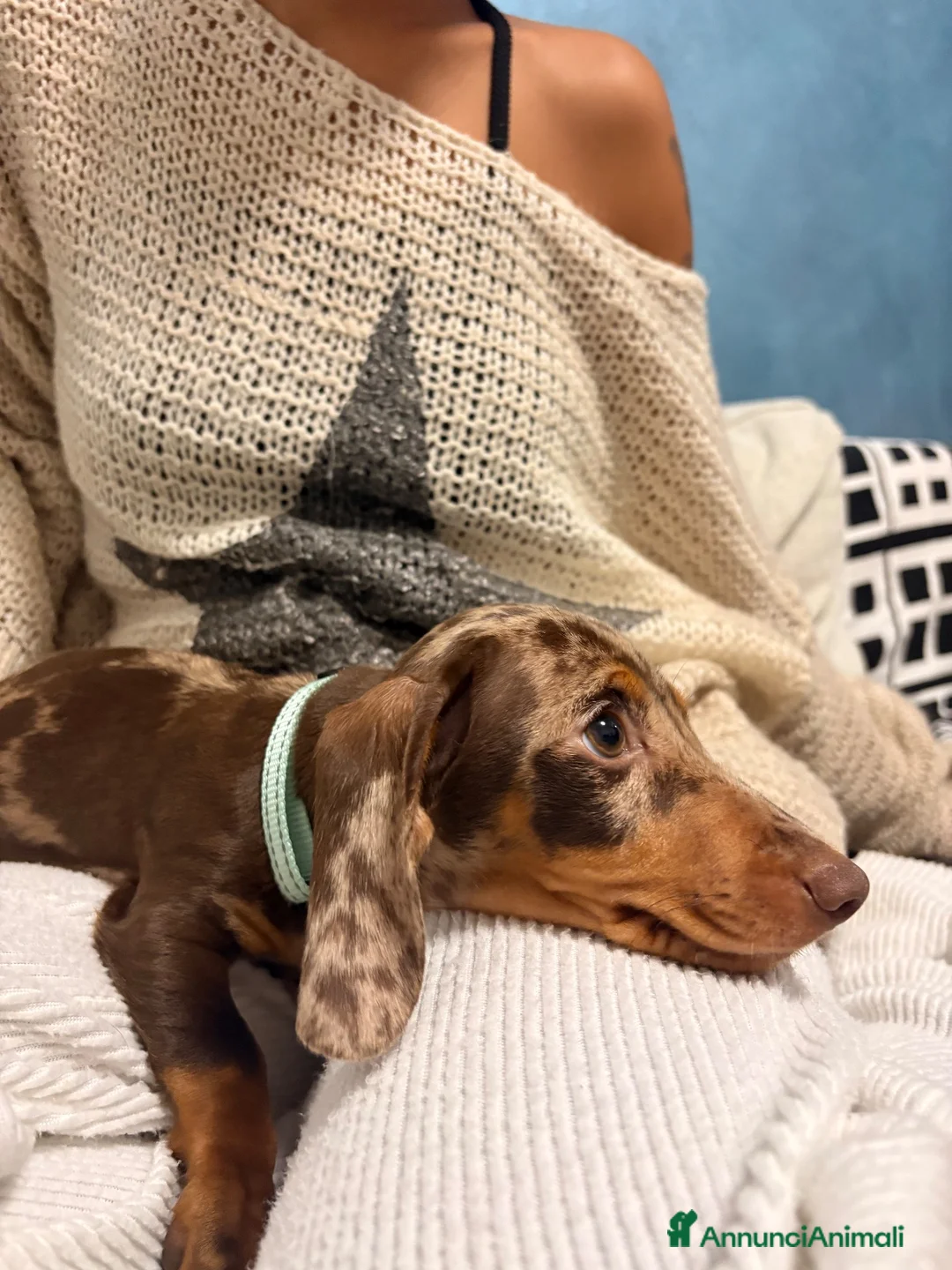 Bassotto Nano cani in vendita: Cucciola di Bassotto Arlecchino Cioccolato fem. - Annuncio 2