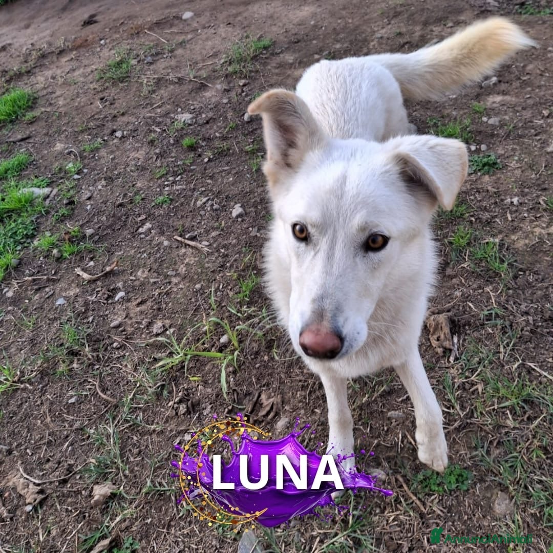 Meticcio cani LUNA 🩷 -cucciola, simbolo di speranza e rinascita - Annuncio 6