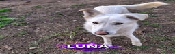 Meticcio cani in regalo: LUNA 🩷 -cucciola, simbolo di speranza e rinascita - Annuncio 1