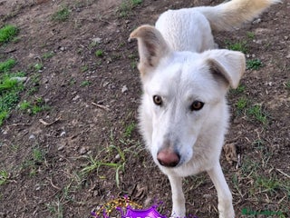 Meticcio cani LUNA 🩷 -cucciola, simbolo di speranza e rinascita - Annuncio 6