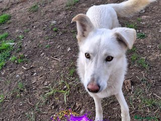 Meticcio cani LUNA 🩷 -cucciola, simbolo di speranza e rinascita - Annuncio 24