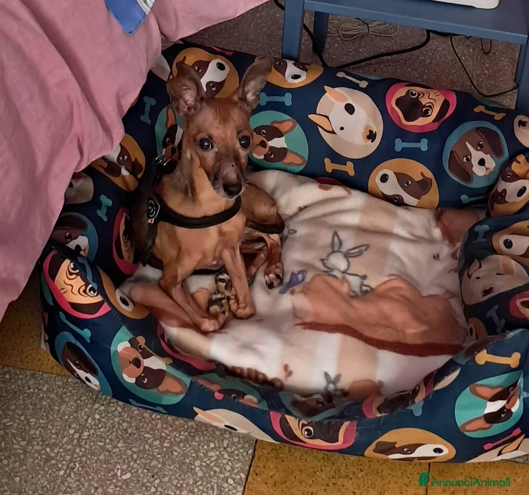 Pinscher Tedesco cani in regalo: JACK UNO SCRICCIOLO ABBANDONATO SENZA PIETÀ  - Annuncio 4