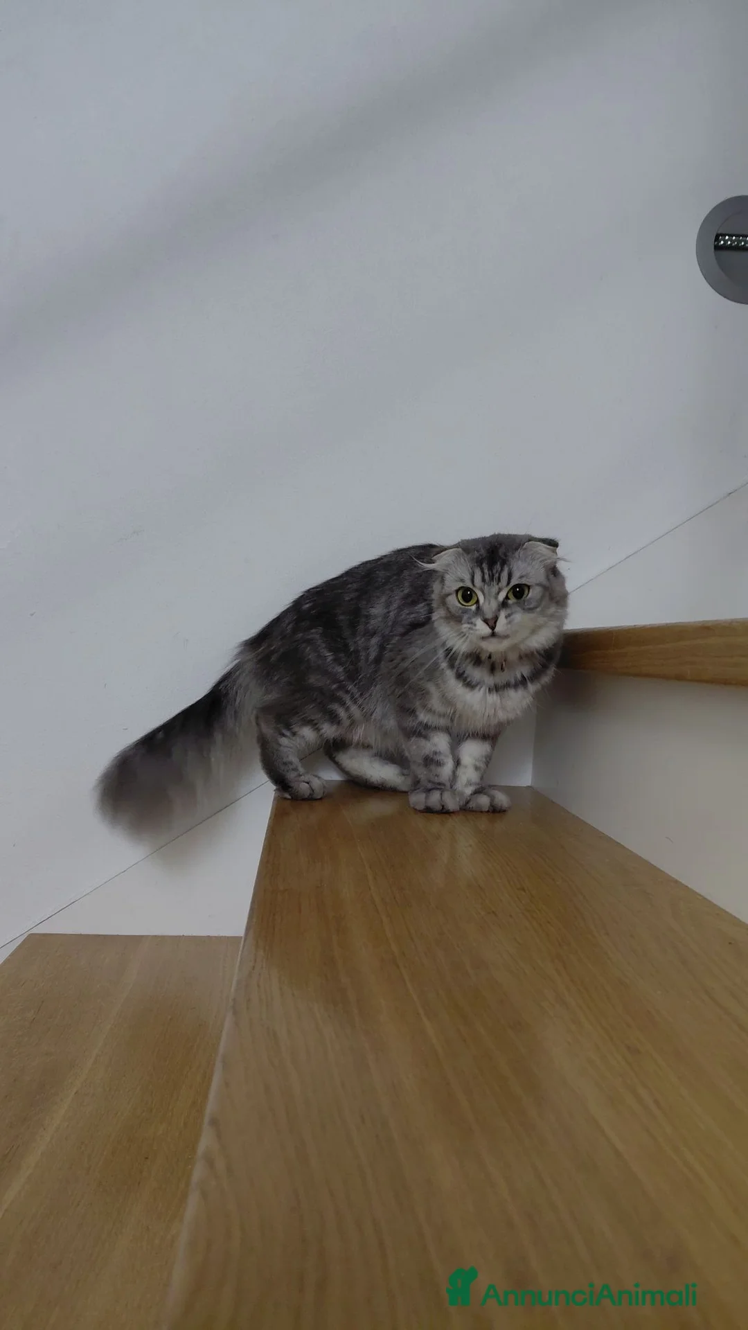 Scottish gatti in vendita: Cuccioli scottish fold  a Provincia di Forlì-Cesena - Annuncio 19