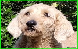 Lagotto cani in regalo: ALDO, DOLCE SIMIL LAGOTTINO 4 ANNI, UNA VITA NEGAT - Immagine 8
