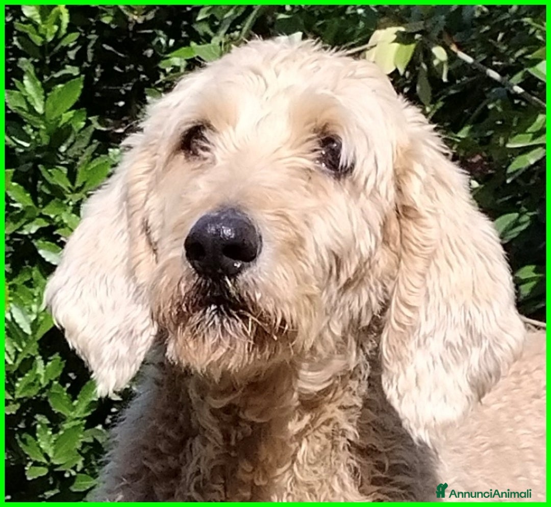 Lagotto cani in regalo: ALDO, DOLCE SIMIL LAGOTTINO 4 ANNI, UNA VITA NEGAT - Immagine 8