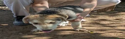 Meticcio cani in regalo: Cuccioli meticci cercano casa - Annuncio 4
