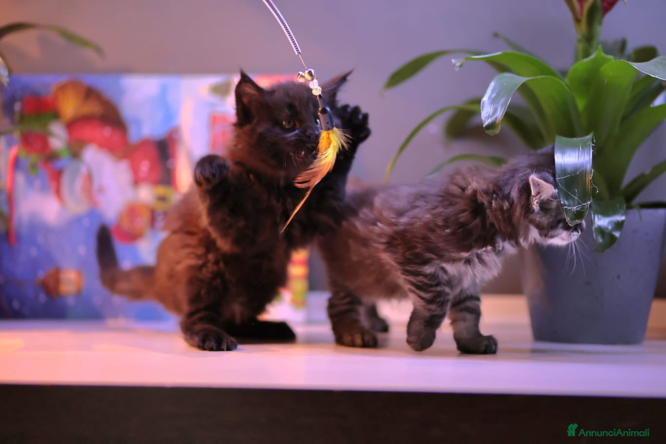 Maine Coon gatti Cuccioli  - Annuncio 2
