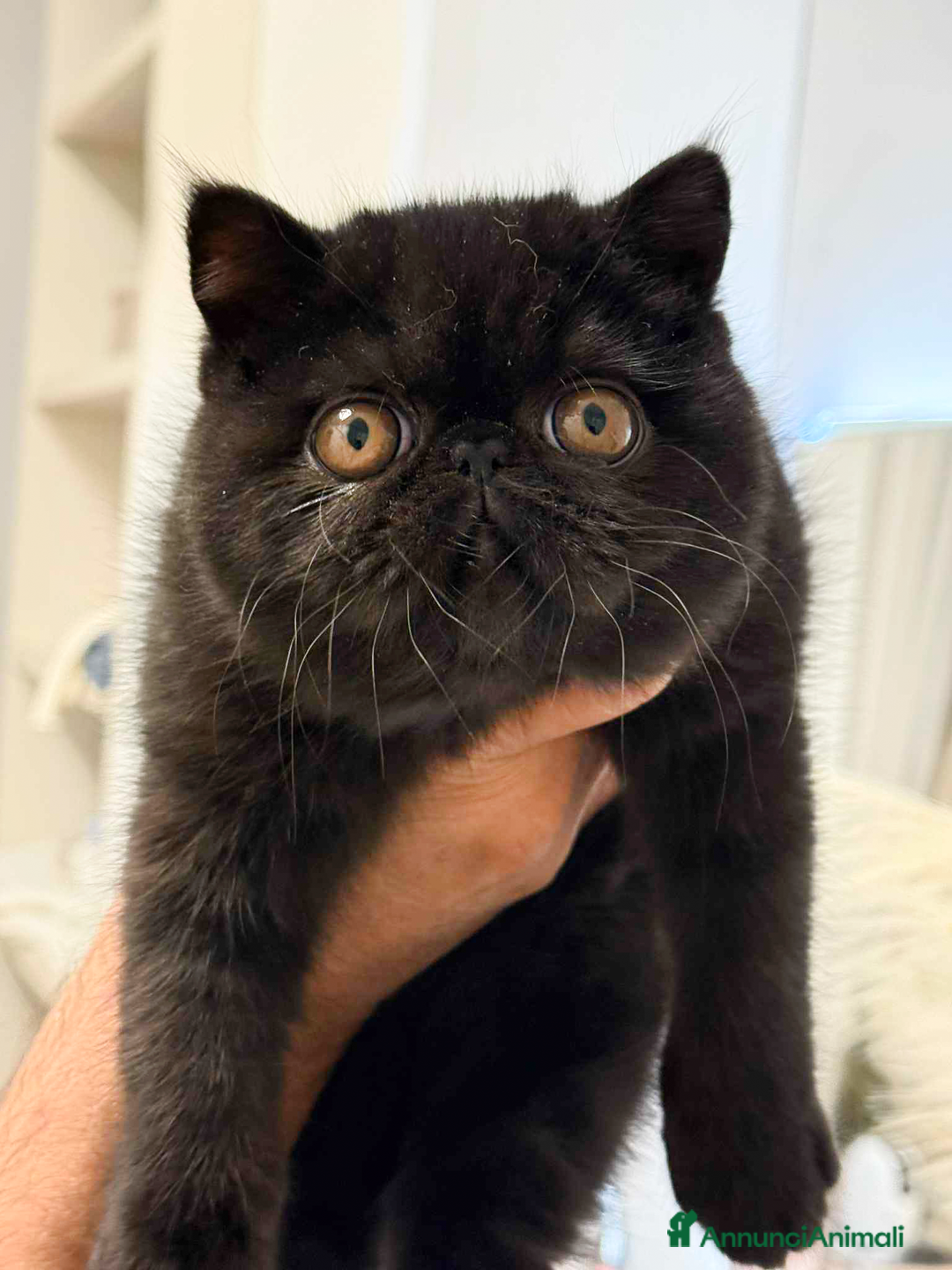 Exotic Shorthair gatti in vendita: Gattine Exotic Shorthair - Annuncio 2