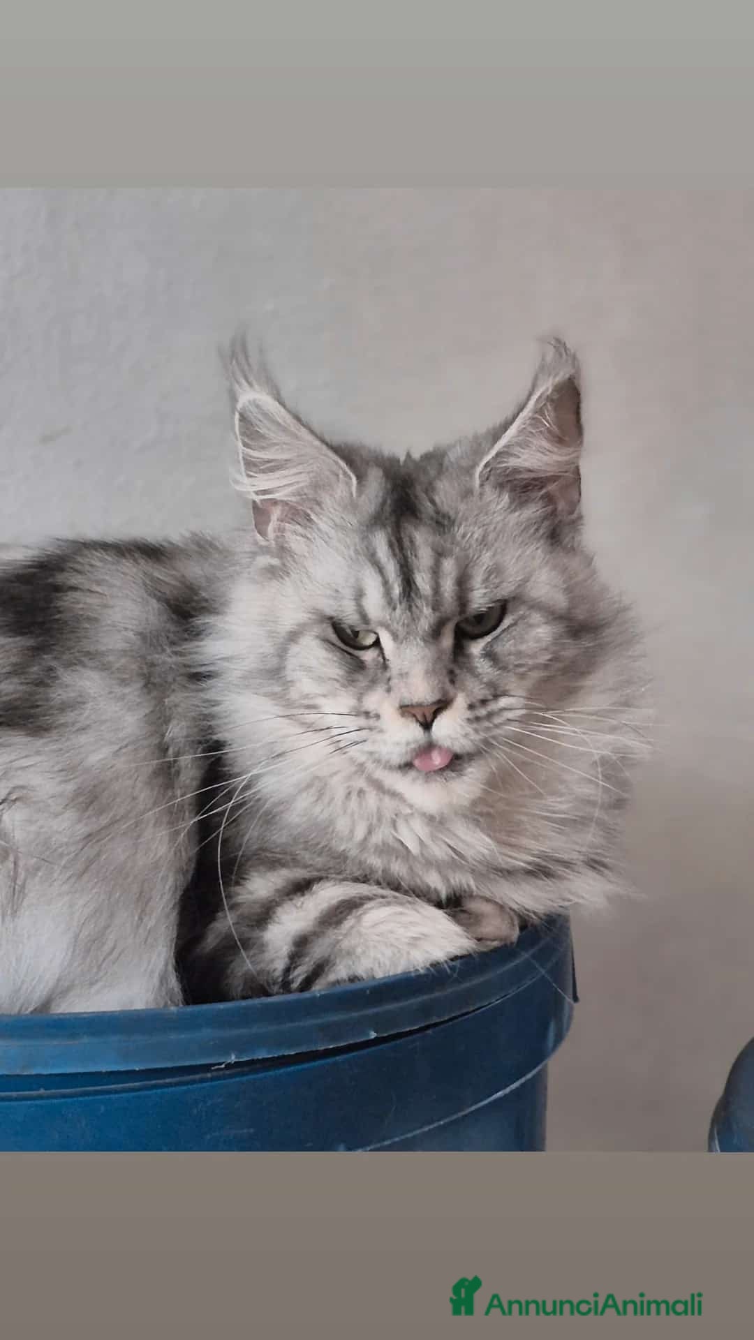 Maine Coon gatti in vendita: Maincoons cuccioli - Annuncio 1