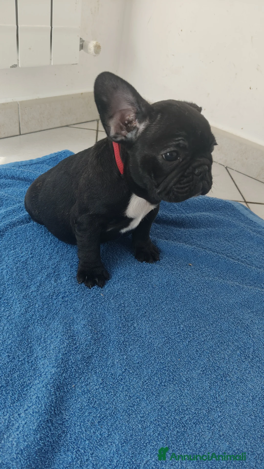 Bulldog Francese cani in vendita: Cucciola di bulldog francese  - Annuncio 2