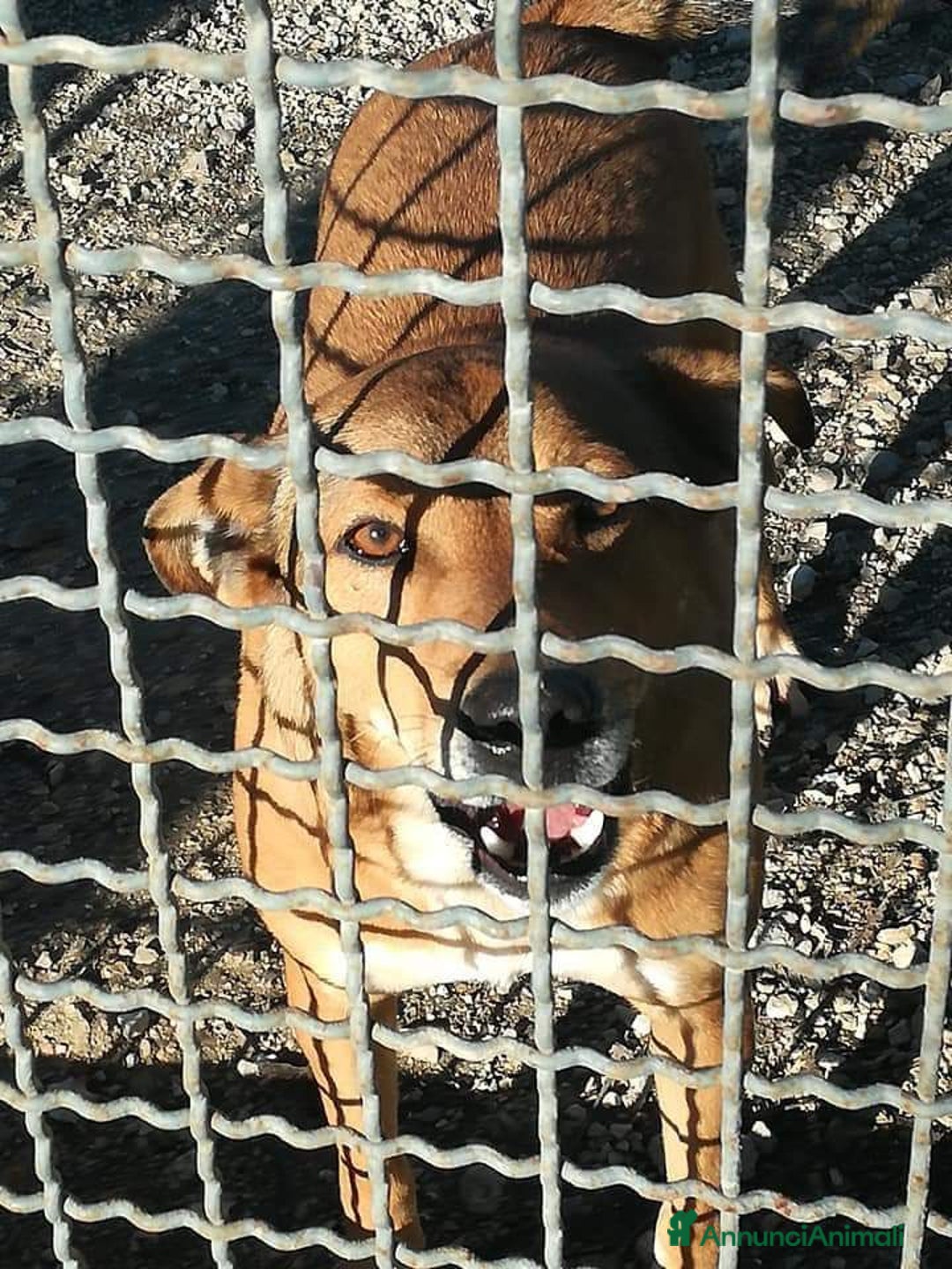 Meticcio cani in regalo: BRUNO 5anni ne ha passate tante ..SOS NAPOLI a Città metropolitana di Milano - Annuncio 5