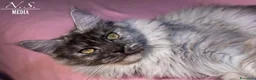 Maine Coon gatti in vendita: MAINE COON REHOMING  - Annuncio 2