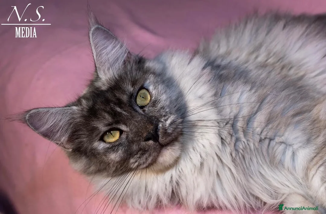 Maine Coon gatti in vendita: MAINE COON REHOMING  - Annuncio 2