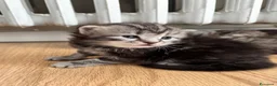 Siberiano gatti in vendita: SIBERIANI GATTINI IPOALLERGENICI - Annuncio 4
