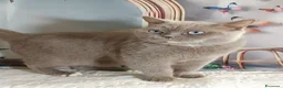 British gatti in vendita: British Shorthair Gerry  - Annuncio 3