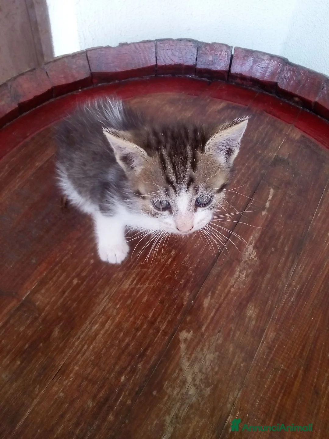 Altre razze gatti in regalo: Gattini per adozione a Provincia di Vibo Valentia - Annuncio 1