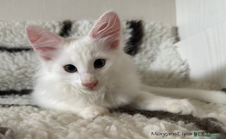 Norvegese gatti - Annuncio 3