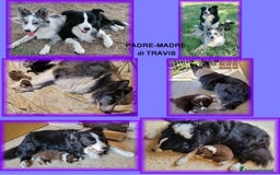 Border Collie cani in vendita: CUCCIOLO MARRONE BORDER COLLIE  a Città metropolitana di Roma Capitale - Immagine 7