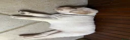 Meticcio cani in vendita: CUCCIOLI CERCANO FAMIGLIA - Annuncio 8
