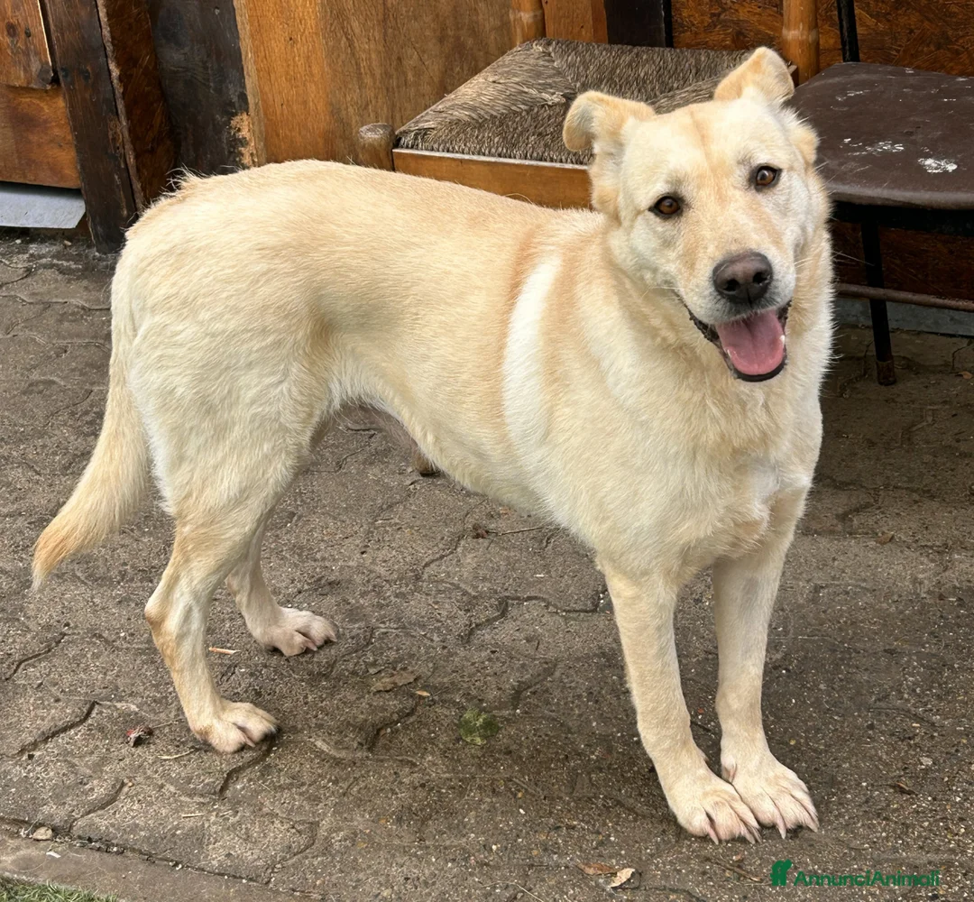Meticcio cani in regalo: CAMI dolcissima labrador - Annuncio 6