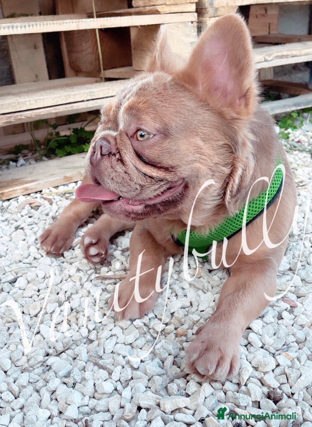 Bulldog Francese cani in vendita: Bulldog francese (Big rope) - Annuncio 4
