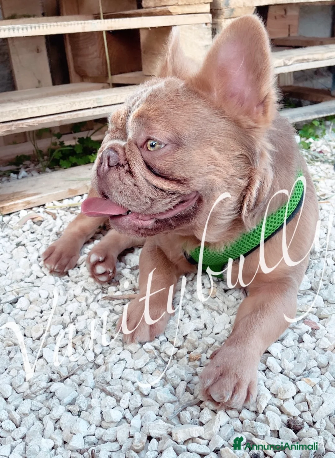 Bulldog Francese cani in vendita: Bulldog francese (fluffy, carrierfluffy, bigrope)  - Annuncio 8