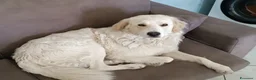 Meticcio cani in regalo: Jimmy, mini maremmano in canile - Annuncio 1