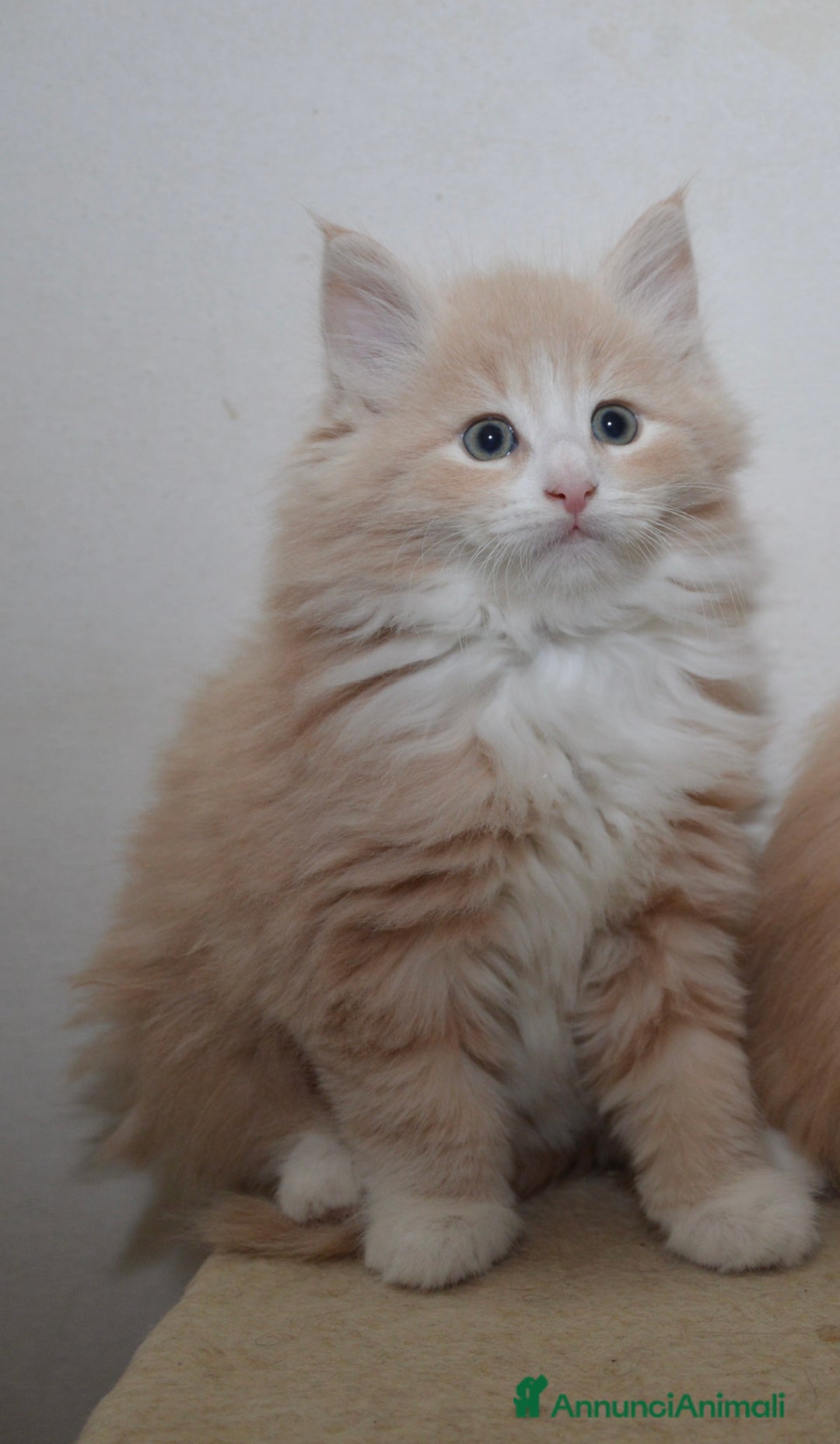 Norvegese gatti in vendita: Cucciolo norvegese delle foreste  - Annuncio 4