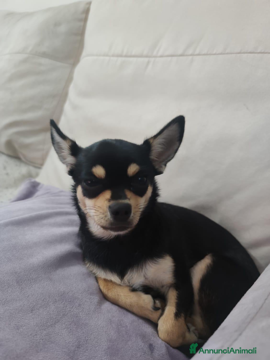 Chihuahua cani Chihuahua femmina  - Annuncio 2